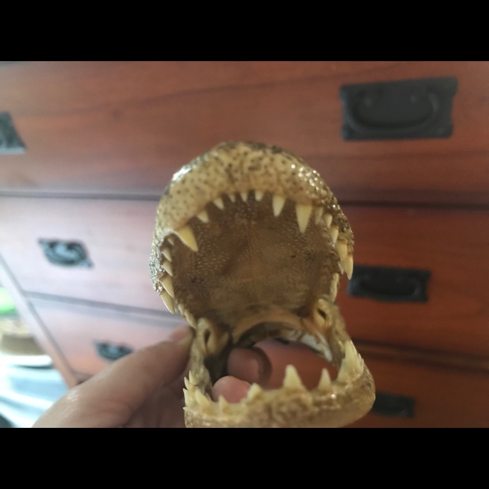 Alligator Head